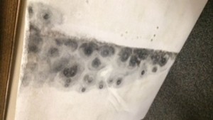 Headley mold courthouse behind wallpaper via foxcarolina