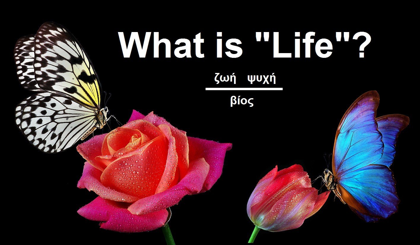 what-is-life-2
