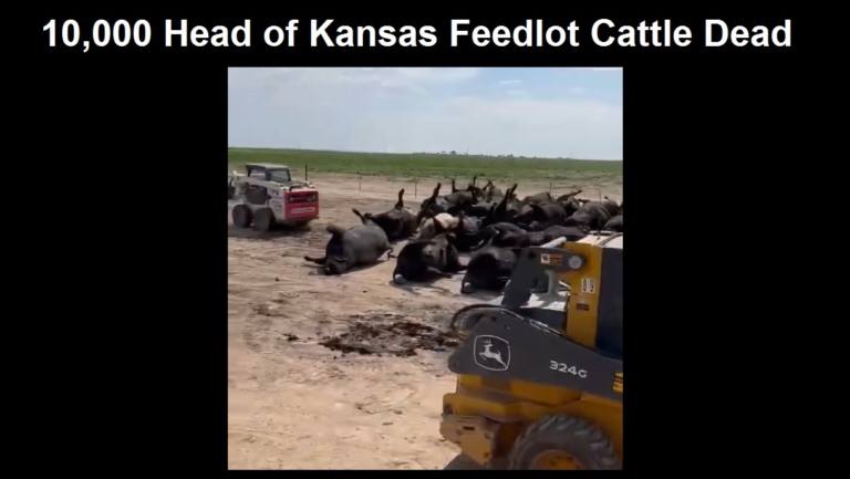 10000-Head-of-Kansas-Feedlot-Cattle-dead-768x433