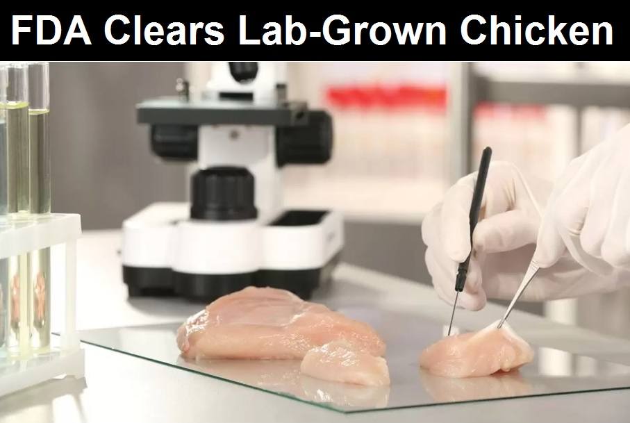 FDA-clears-lab-grown-chicken