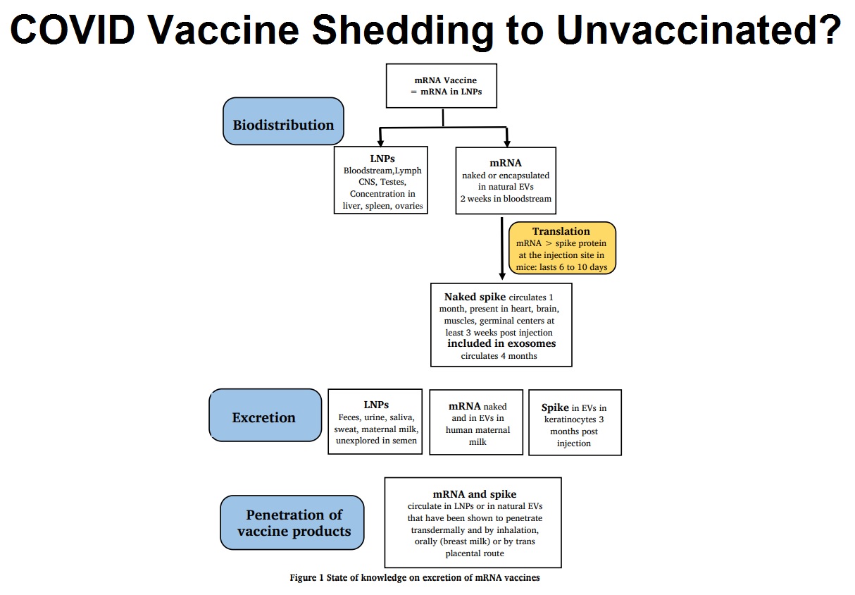 COVID-Vaccine-Shedding-to-Unvaccinated