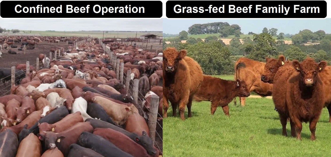 Feedlot-cattle-vs-grass-fed